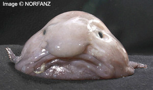 Fatheadfish